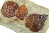 Wide Plate with Three Fossil Leaves (Two Species) - Montana #262702-2